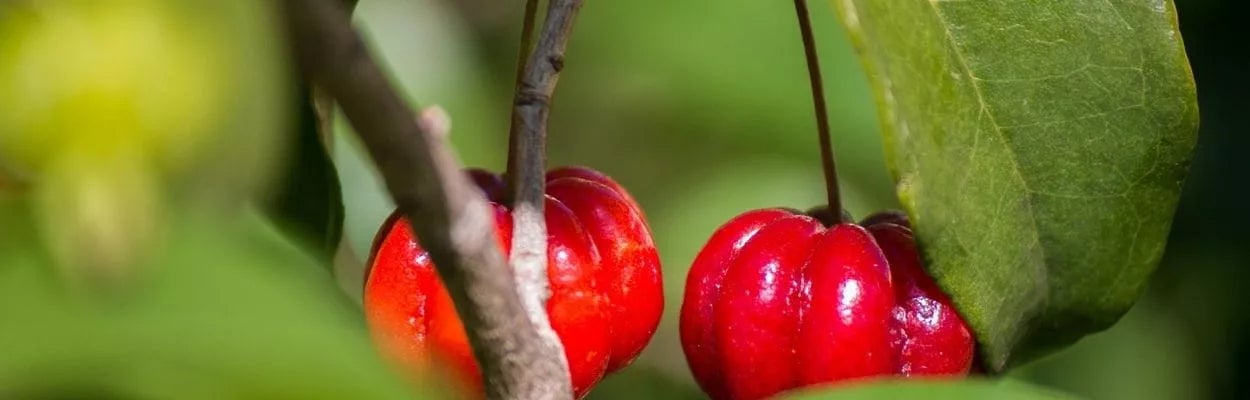 Chá da folha de pitanga 5 benefícios da planta